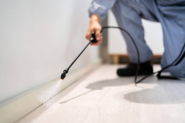 Licensed Wasp Removal service in Creve Coeur, IL - Show Me Pest Control