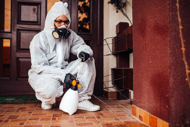 Reliable Wasp Removal contractor in Creve Coeur, IL by Show Me Pest Control